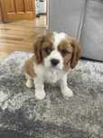 Szczeniak Cavalier King Charles Spaniel (sunia)