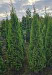 Promocja Szmaragd, 200cm, Tuje, Thuje, Tuja, Krzewy, Thuja