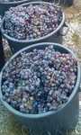 Venda de uvas tintas e brancas