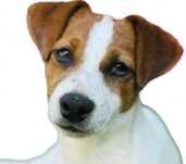 Piesek WZORZEC Jack Russell Terrier od #SMARTIE JACKS# pure breed MALE