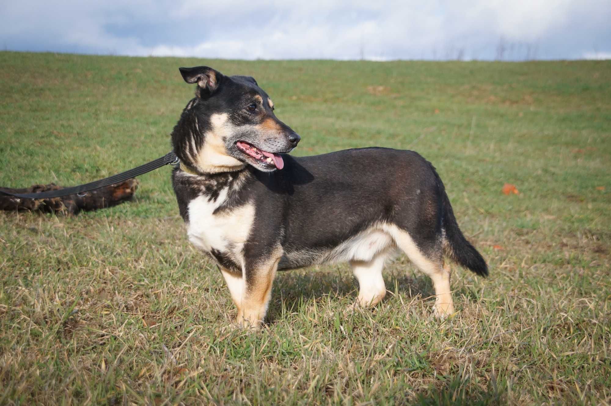 Lubiś - niewielki i uroczy psiak do adopcji.