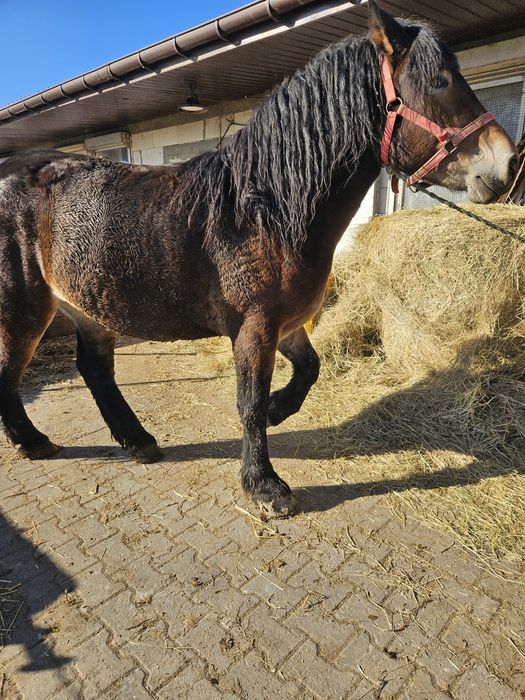 Sprzedam lub zamienię klacz