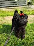 OKAZJA Yorkshire terrier suczka Black york