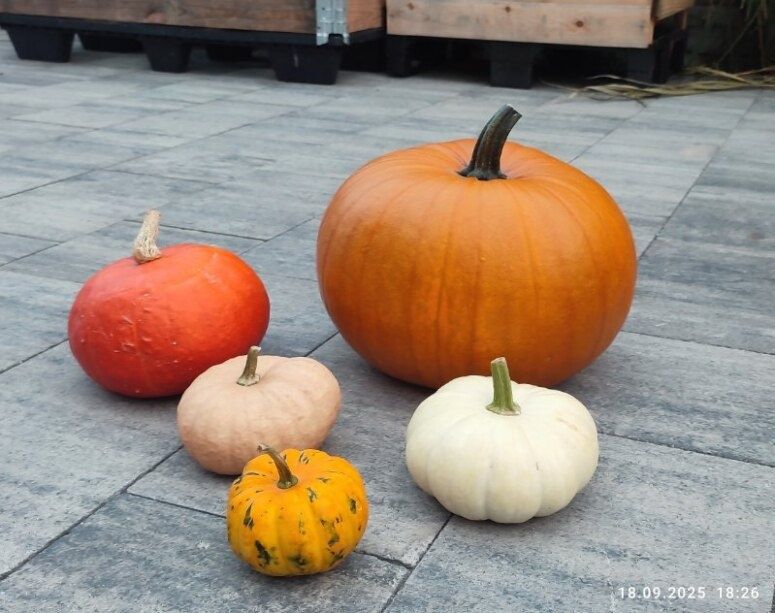 Gotowy zestaw dyń, 5 sztuk zł duża dynia halloween, 4 ozdobne