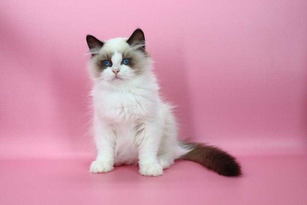 Красавчик с прививками и хорошими манерами-Ragdoll//Регдолл.