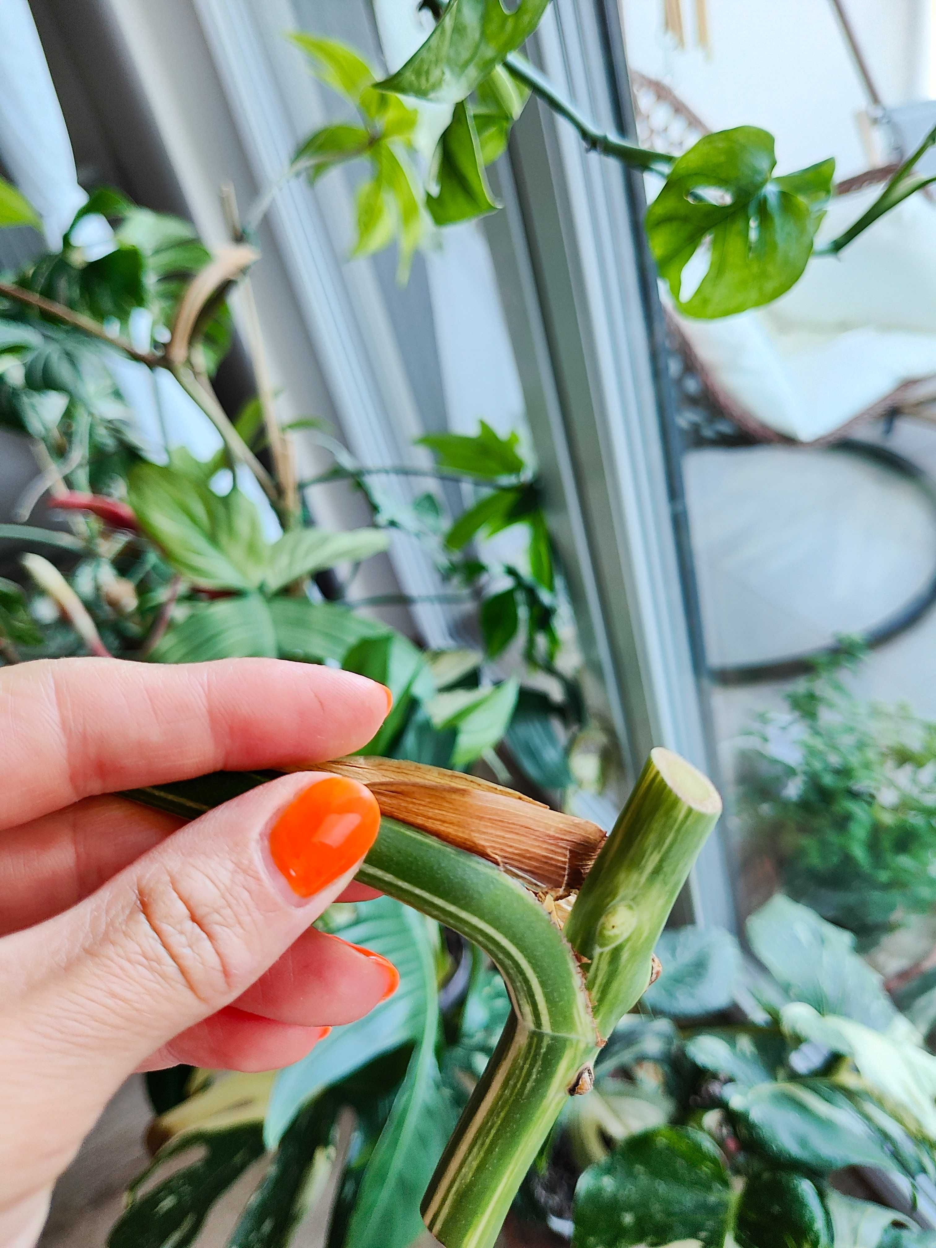 Monstera Variegata