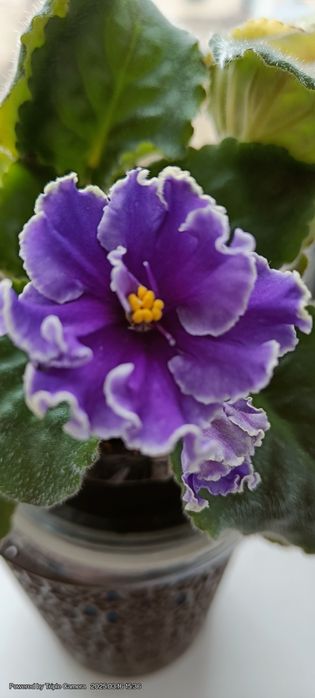 Фіалочки, гіпераструм