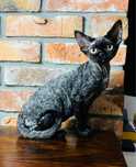 Srebrna kotka Devon Rex- gotowa do zmiany domu