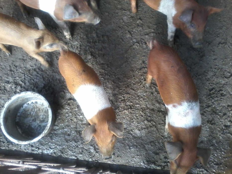 Поросята мясної породи