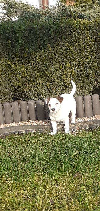 Jack Russell Terrier-suczka