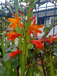 5 alhos de flores laranja