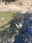 Patos Dendrocisnes Adultos