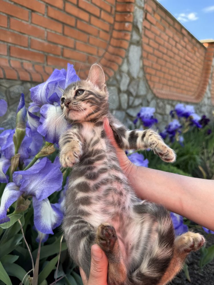 Blue bengal эксклюзив с документами