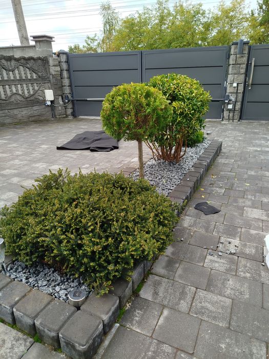 Ландшафтні роботи, топіарне мистецтво.Догляд за газоном, обрізка дерев