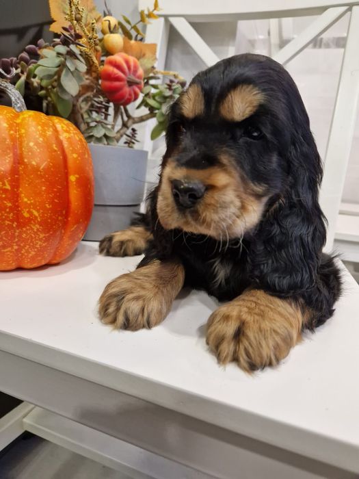 Cocker spaniel angielski