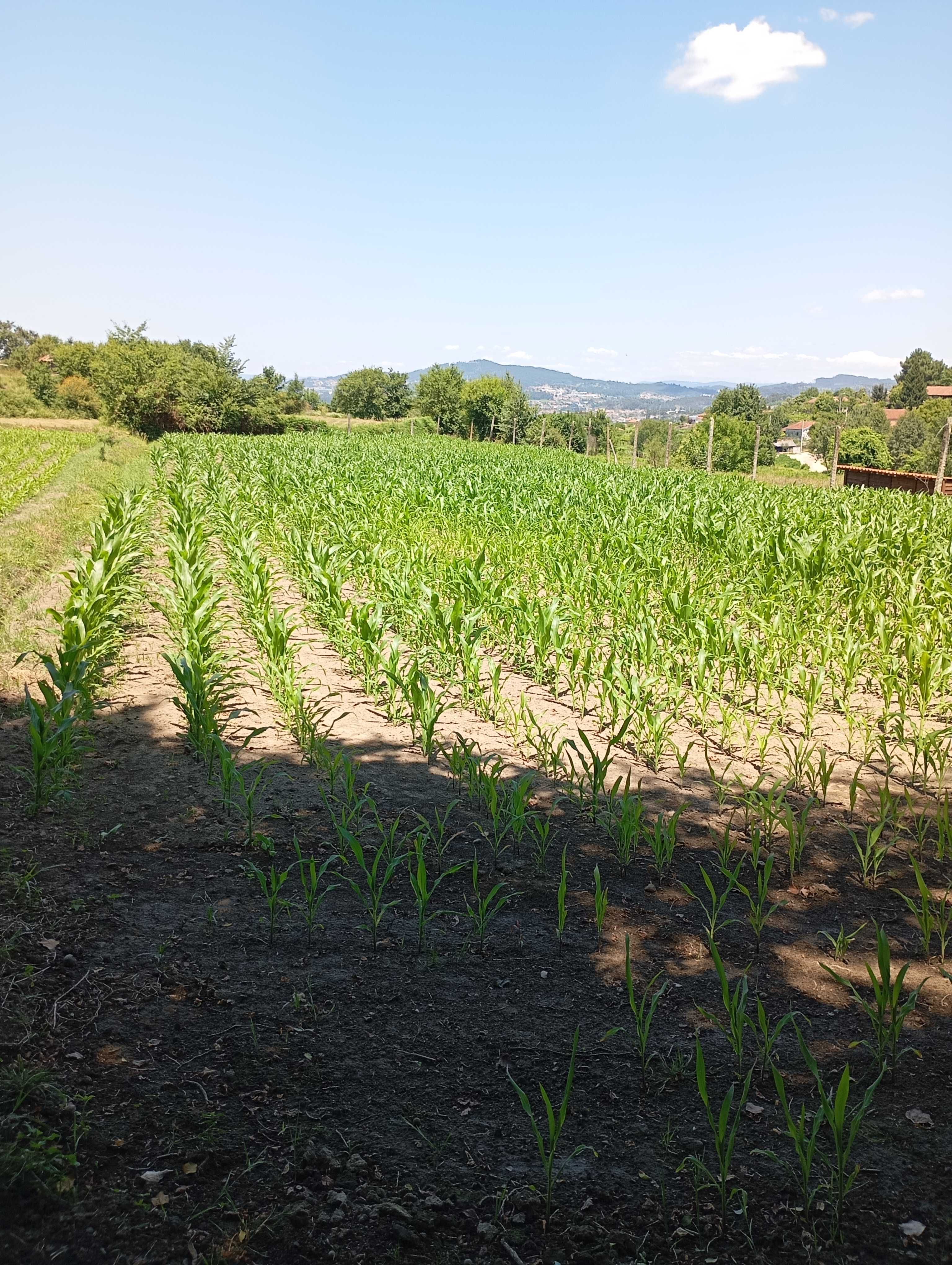 Terreno com 4600 m²
