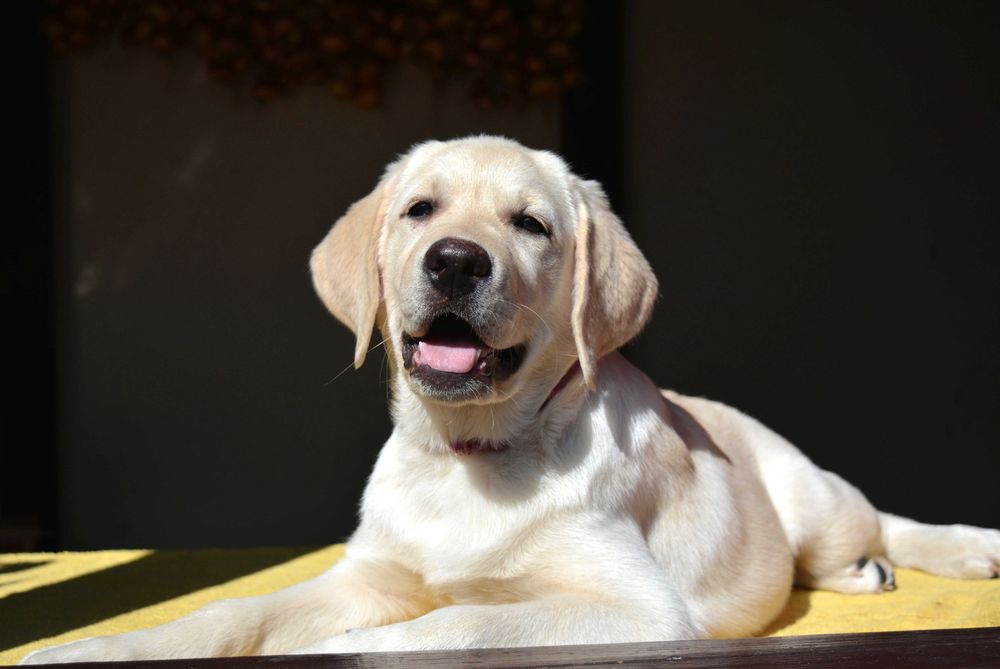 Щенки лабрадора шикарная родословная от Salutas