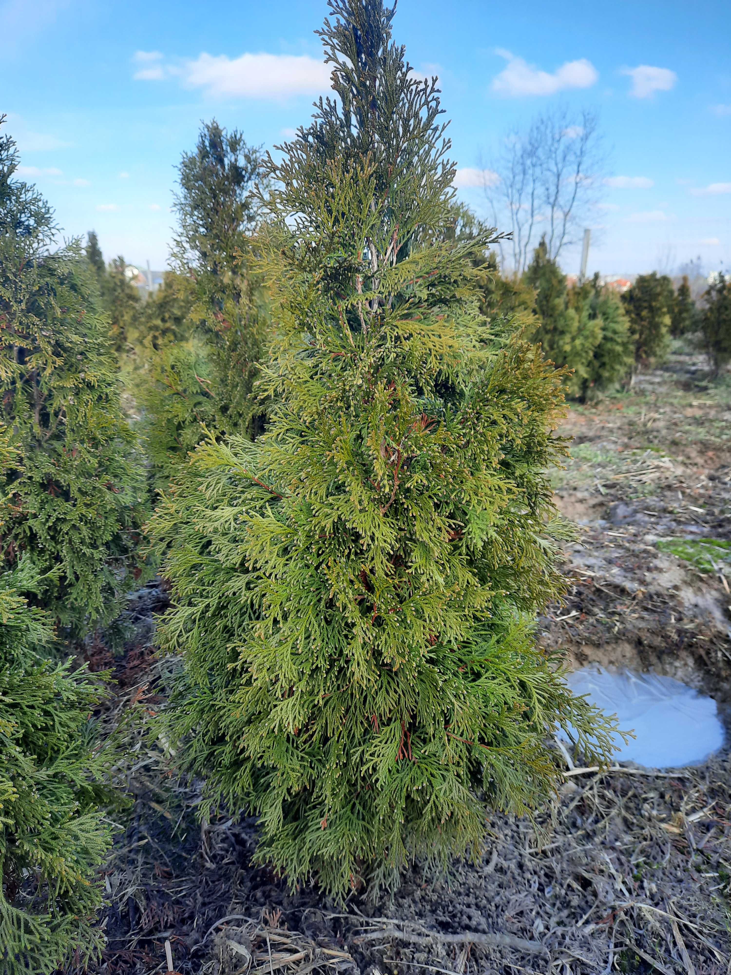 Tuja szmaragd 100 120 cm