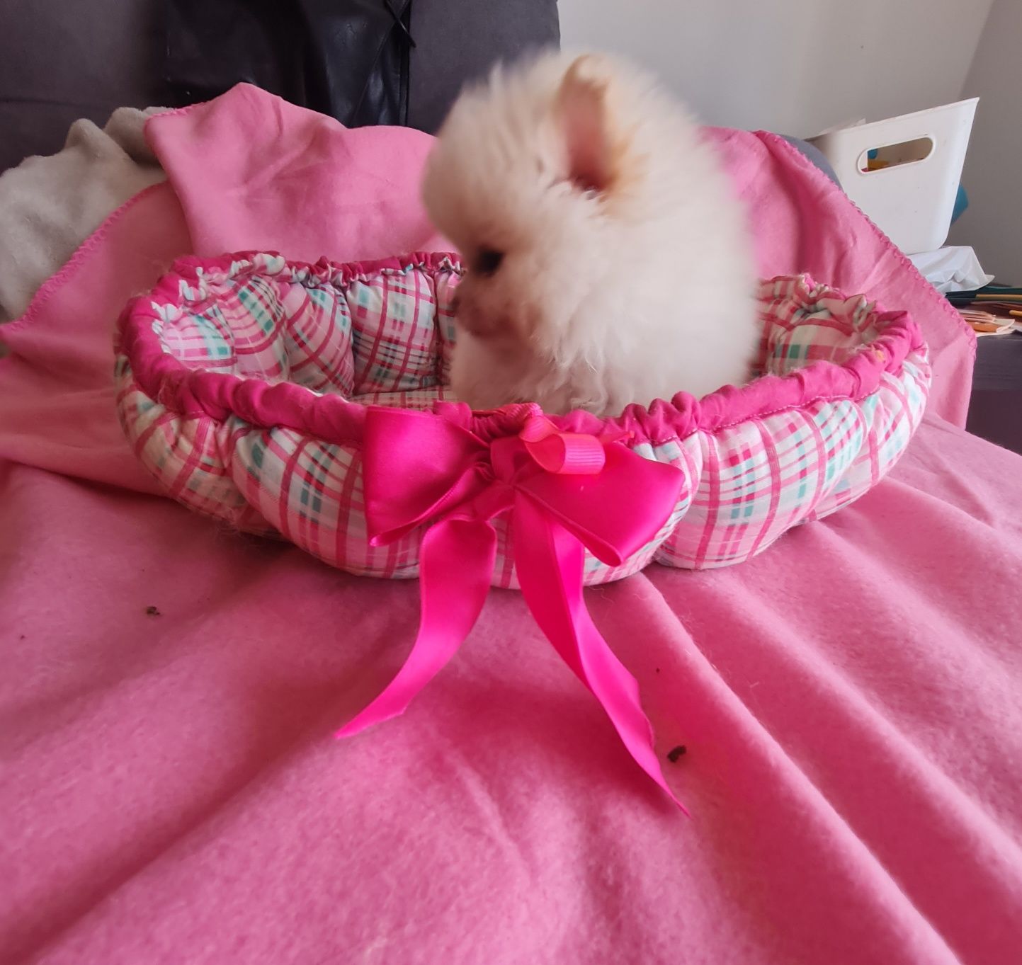 Spitz anao lulu Pomerânia  c/lop