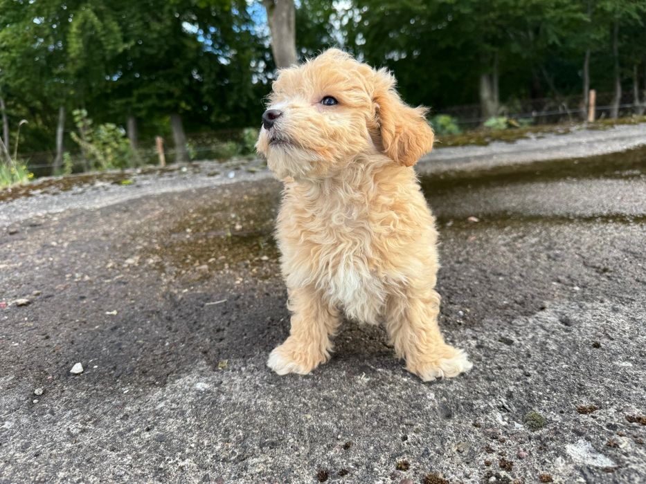 maltipoo szczeniak