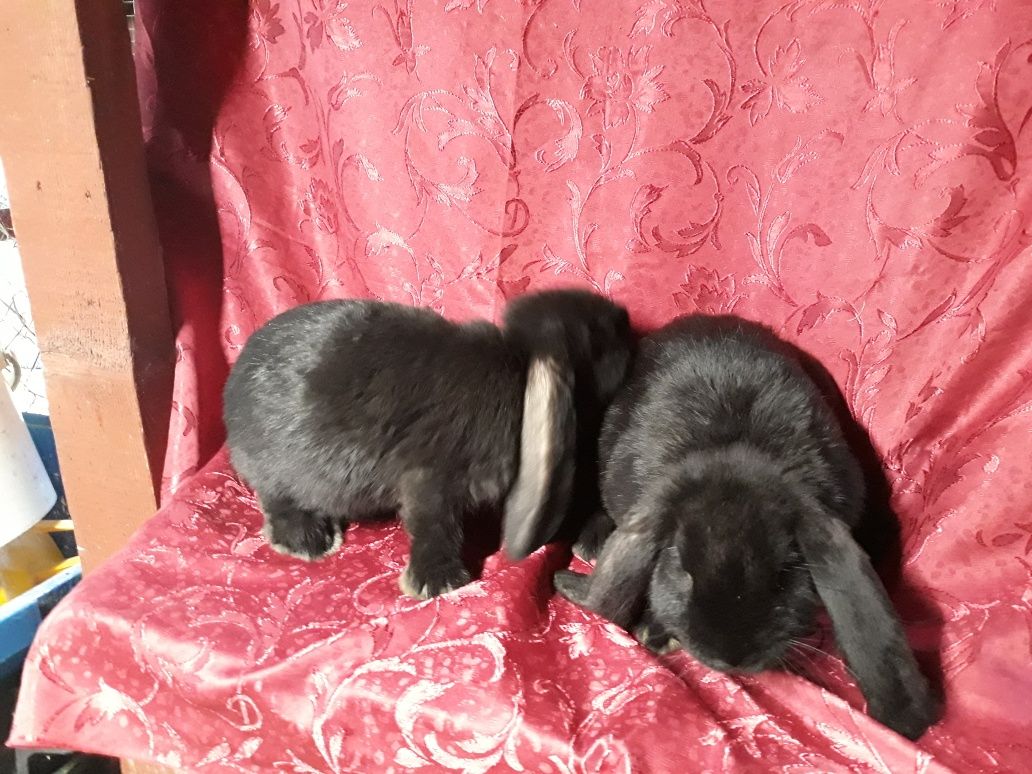 Kroliki  barany francuskie
