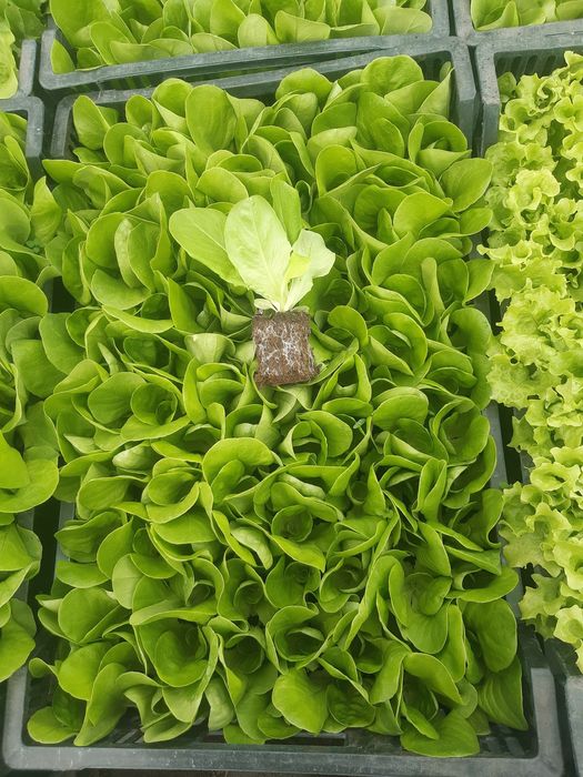 Rozsady warzyw Kapusta Por Pomidor Dyno