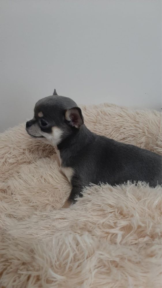 Sprzedam piękna sunie rasy Chihuahua. Niebieska.