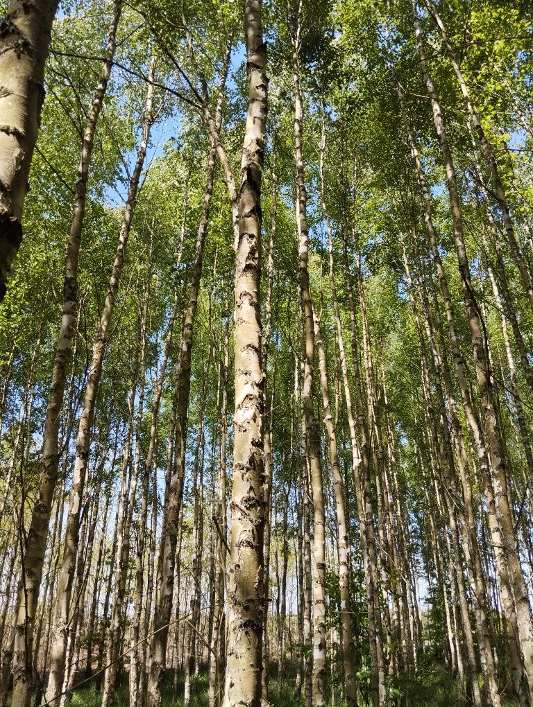 Sprzedam młody las o powierzchni 1,06ha