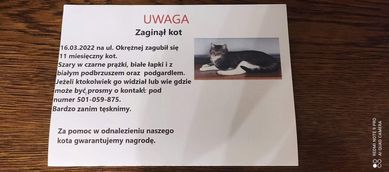 Zaginął kot w Wejherowie!!!