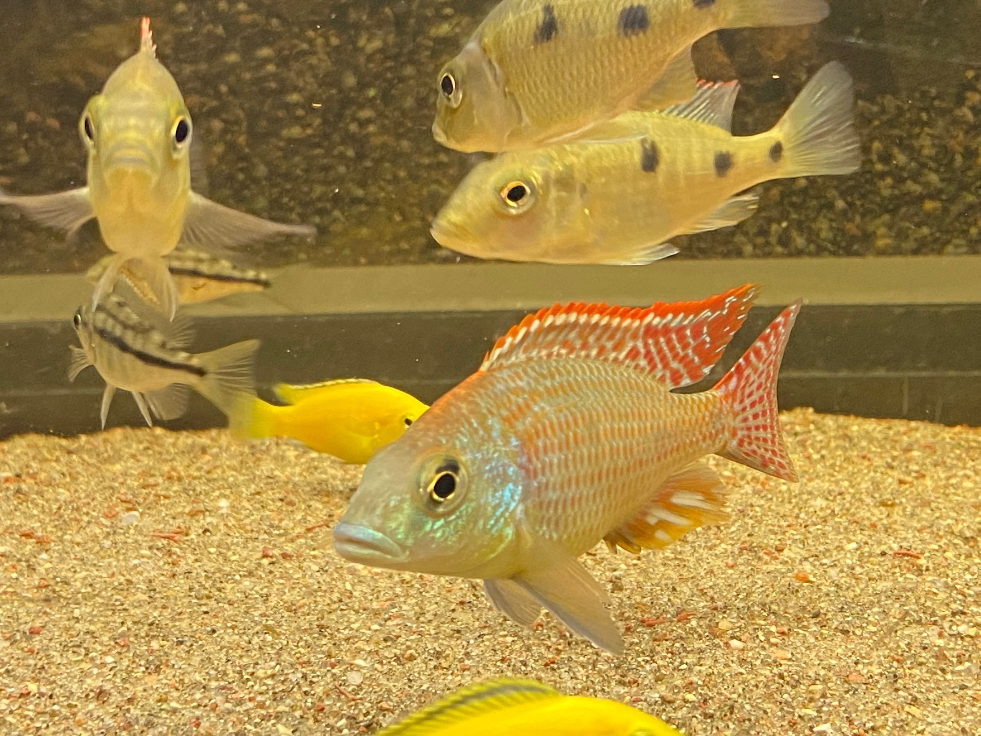 Sprzedam młode  Otopharynx Tetrastigma