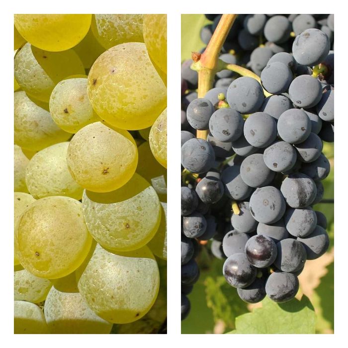 Zestaw 2 odmiany do przydomowej winnicy