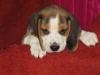 Fêmea Beagle Tricolor de Qualidade Porte Pequeno Pronta para Entrega