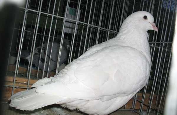 Sprzedam Białe Gołębie