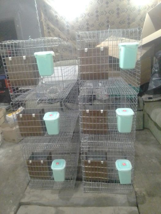 Клєткі для кроликів