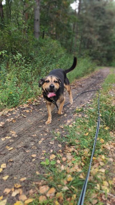 Piękny Dolar do adopcji