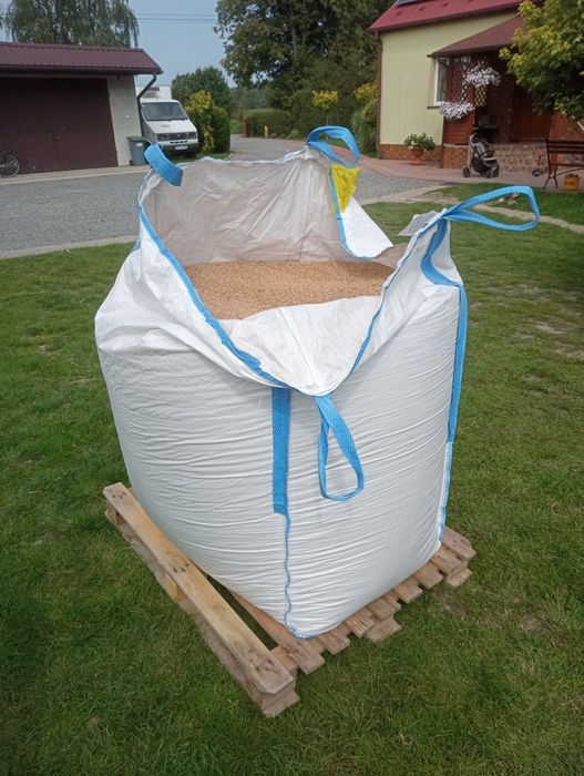 Pszenica pszenżyto owies Zboże tegoroczne