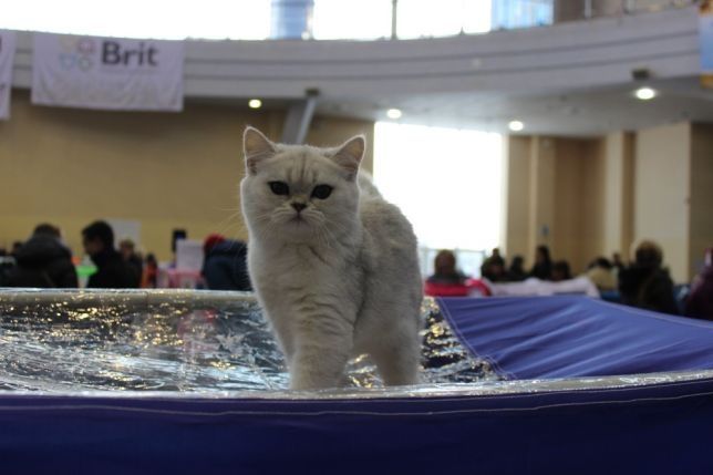 Красавец шиншилла поинт