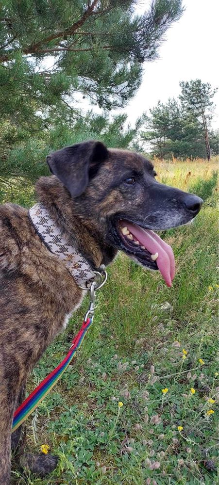 Harry - duży psiak o jeszcze większym serduchu!