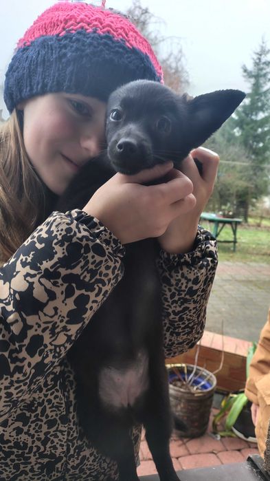 Oddam suczkę za darmo