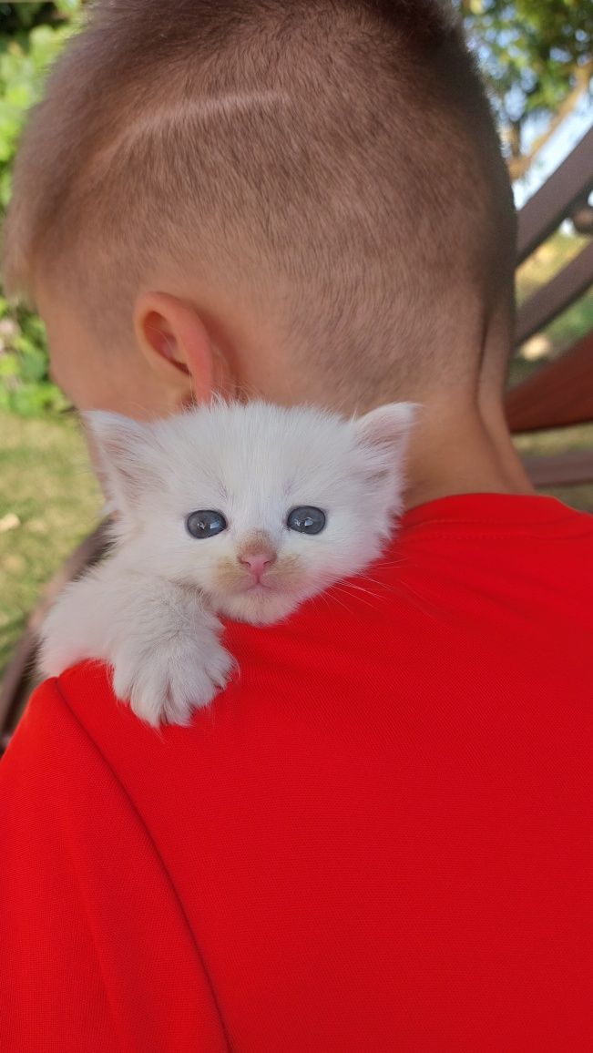 Котик, котеня, кошеня, киця