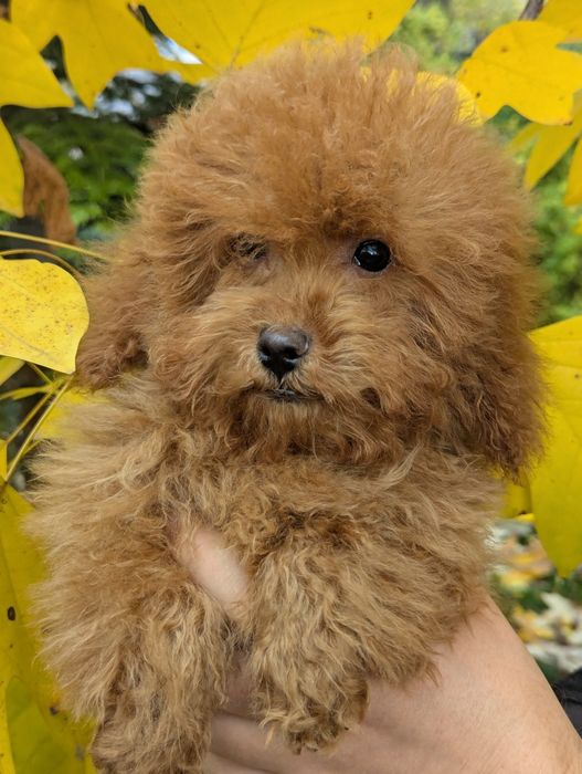 Міні хлопчик шукає свою людину.