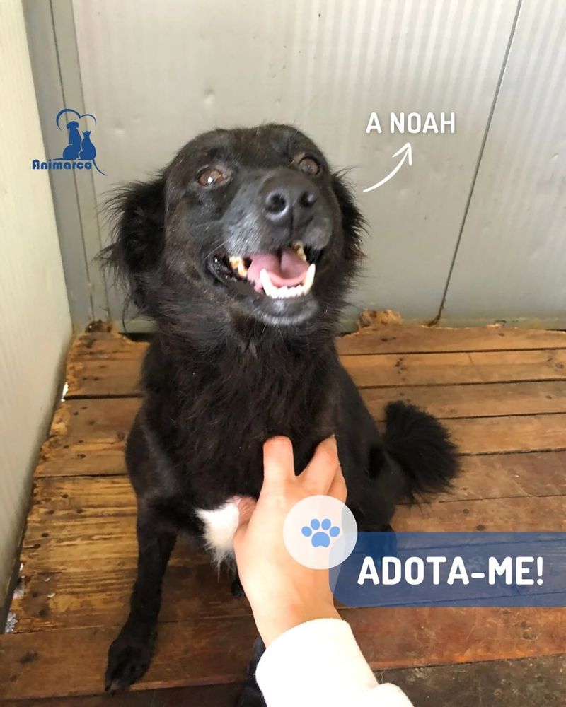 Noah cadela jovem porte medio