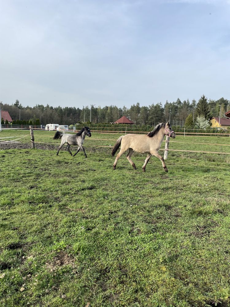 Miła roczna klacz konika polskiego