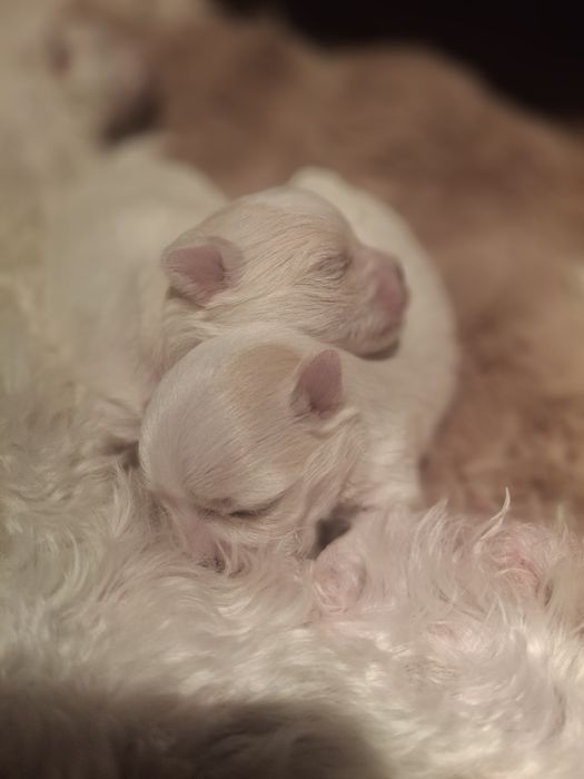 Szczeniaczek maltańczyk  Linia Koreanska