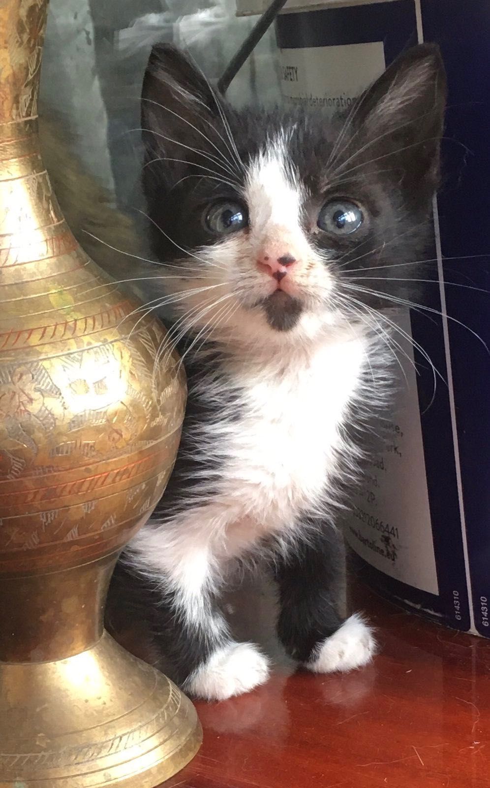 Котята Бесплатно. Котенок