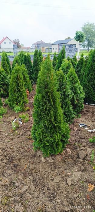 Tuja Szmaragd 100cm do 150cm