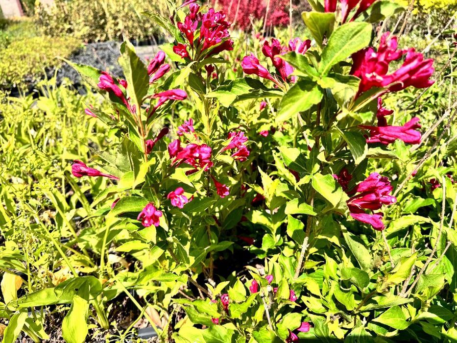 Krzewuszka 'Eva Rathke' (Weigela) Mrozoodporny krzew Doniczka 2.0L