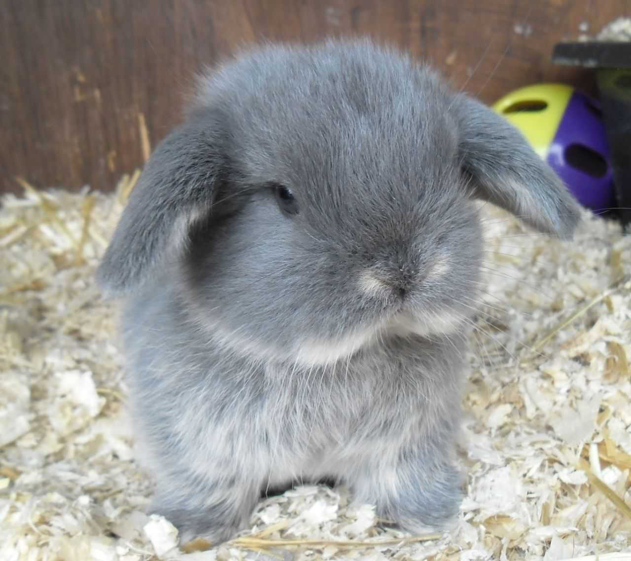 KIT Coelhos anões mini Lop(orelhudos) adoráveis