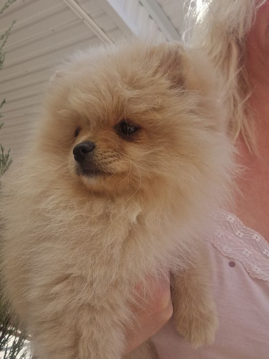 Чудові малюки. Померашки