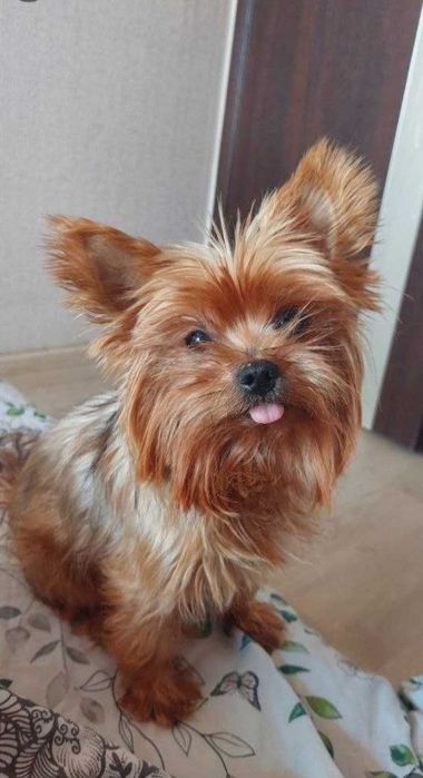 Йорк в добрі руки